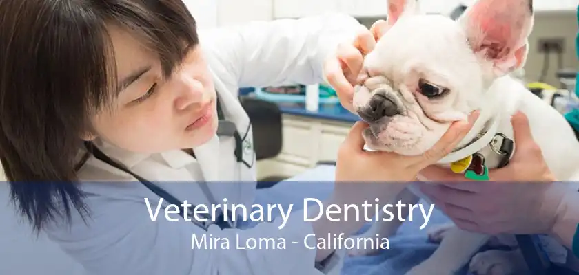 Veterinary Dentistry Mira Loma - California