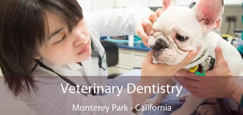 Veterinary Dentistry Monterey Park - California