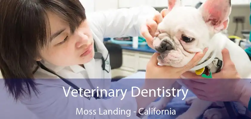 Veterinary Dentistry Moss Landing - California