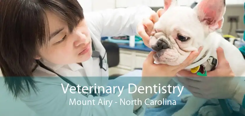 Veterinary Dentistry Mount Airy - North Carolina
