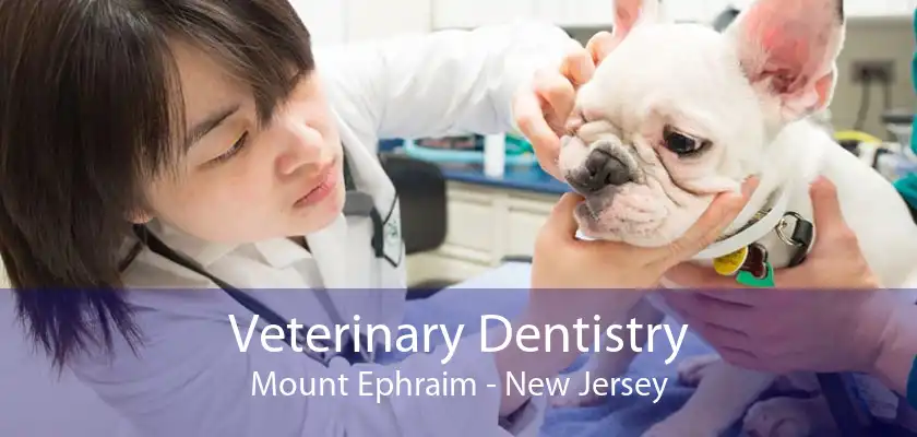 Veterinary Dentistry Mount Ephraim - New Jersey