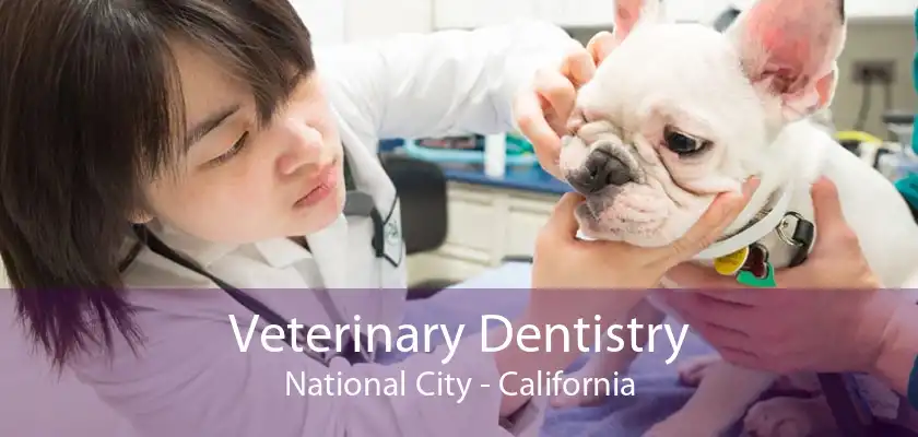 Veterinary Dentistry National City - California