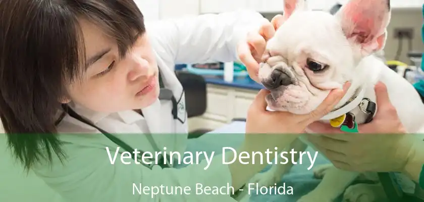 Veterinary Dentistry Neptune Beach - Florida