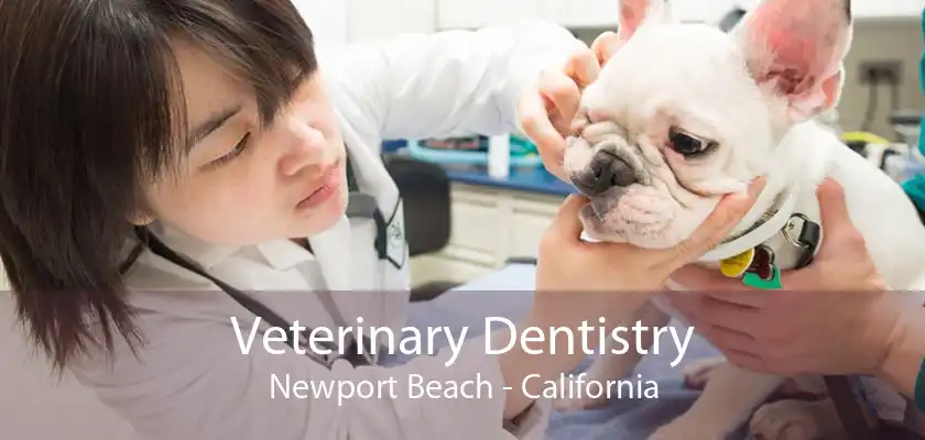 Veterinary Dentistry Newport Beach - California