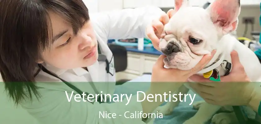 Veterinary Dentistry Nice - California