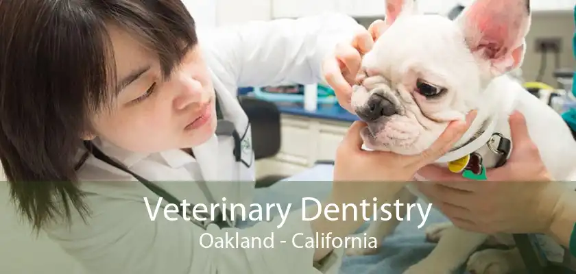 Veterinary Dentistry Oakland - California
