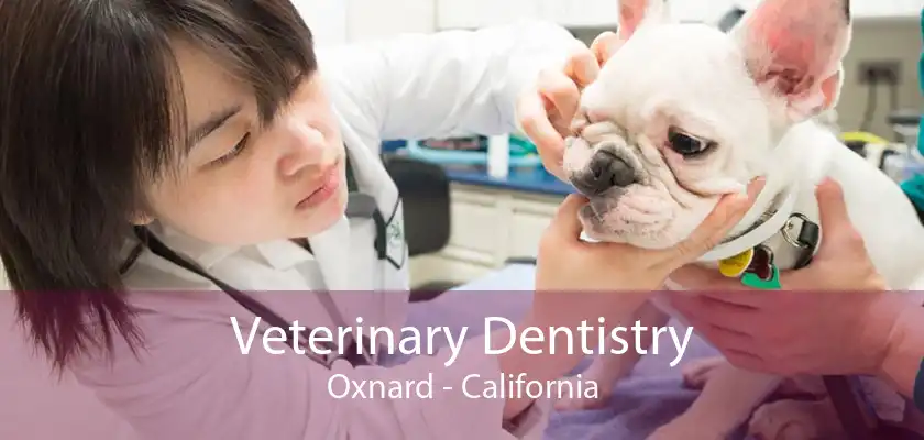 Veterinary Dentistry Oxnard - California