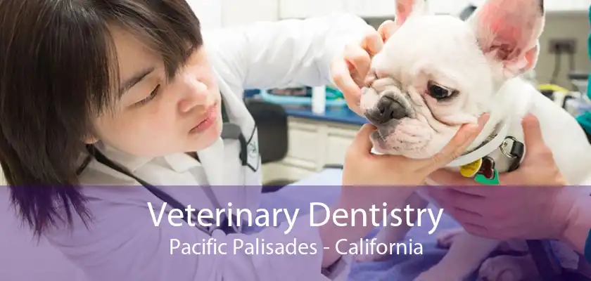 Veterinary Dentistry Pacific Palisades - California