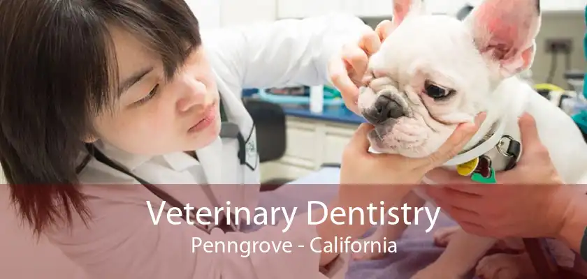 Veterinary Dentistry Penngrove - California