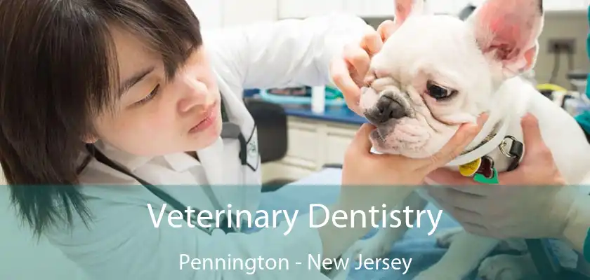 Veterinary Dentistry Pennington - New Jersey