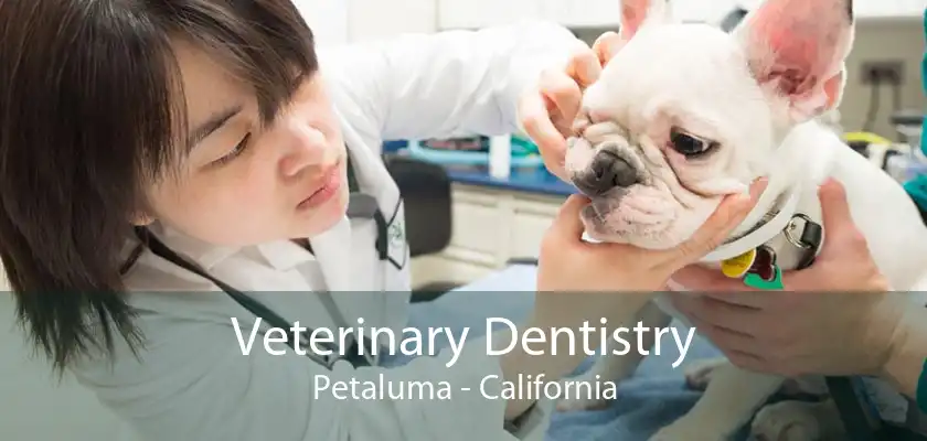 Veterinary Dentistry Petaluma - California