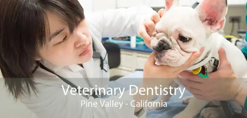 Veterinary Dentistry Pine Valley - California