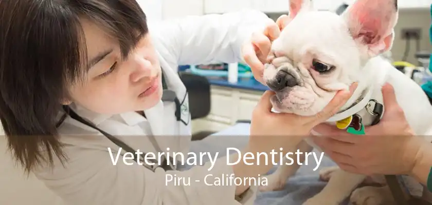 Veterinary Dentistry Piru - California