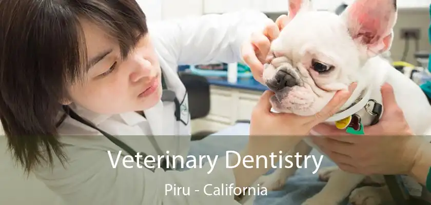 Veterinary Dentistry Piru - California