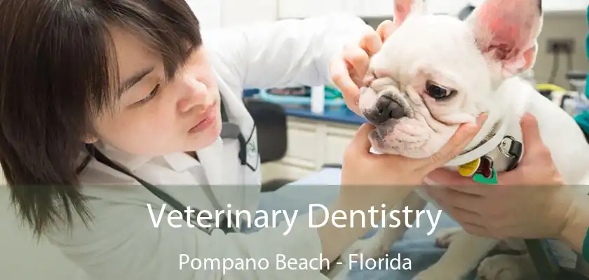 Veterinary Dentistry Pompano Beach - Florida