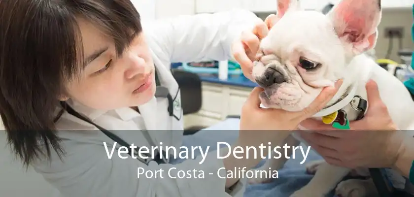 Veterinary Dentistry Port Costa - California