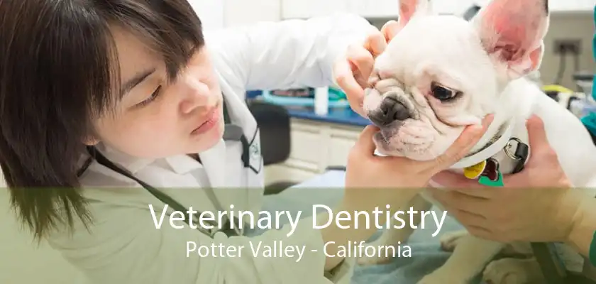 Veterinary Dentistry Potter Valley - California