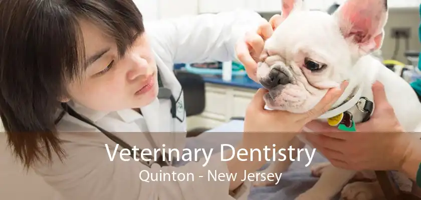 Veterinary Dentistry Quinton - New Jersey