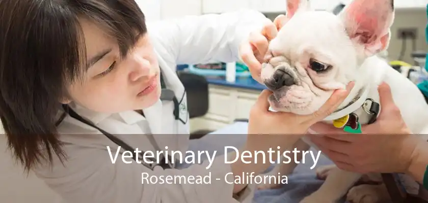 Veterinary Dentistry Rosemead - California