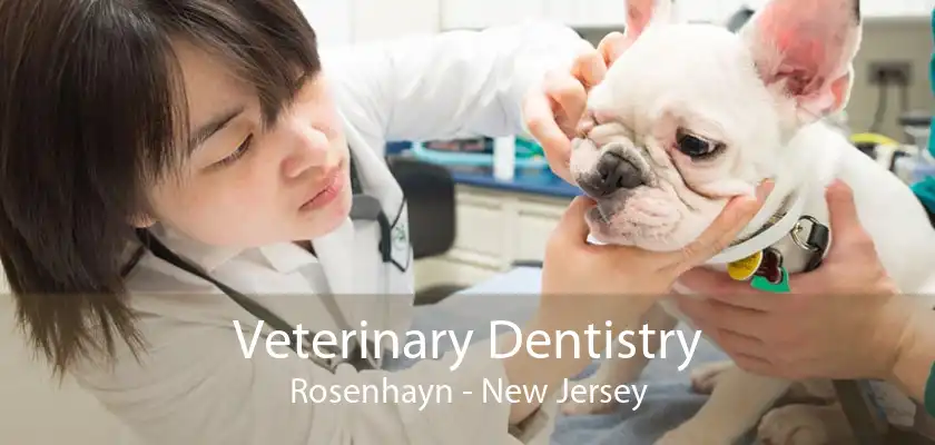 Veterinary Dentistry Rosenhayn - New Jersey