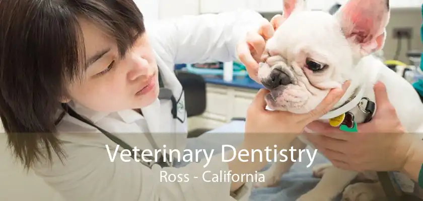 Veterinary Dentistry Ross - California