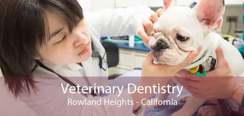 Veterinary Dentistry Rowland Heights - California