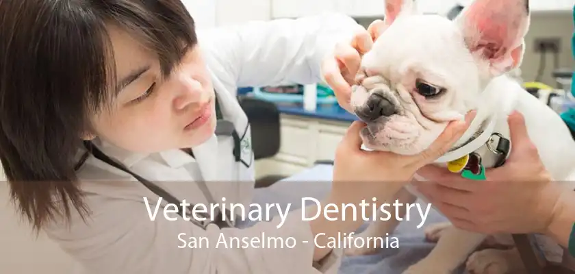 Veterinary Dentistry San Anselmo - California