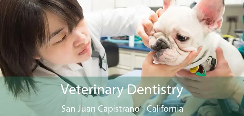 Veterinary Dentistry San Juan Capistrano - California