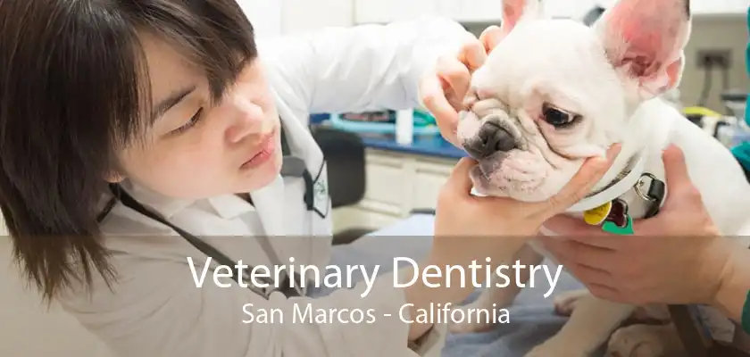 Veterinary Dentistry San Marcos - California