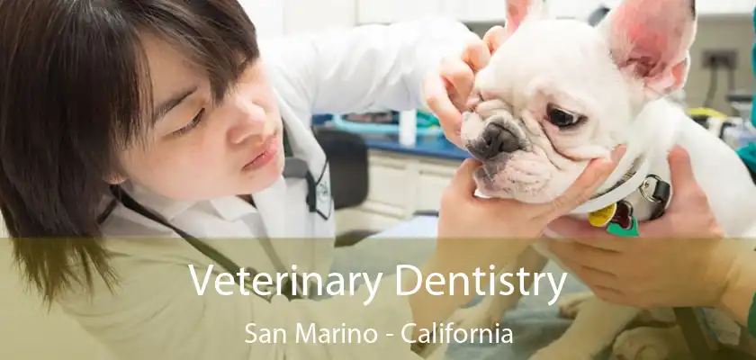 Veterinary Dentistry San Marino - California