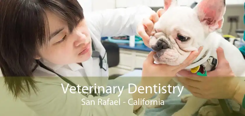 Veterinary Dentistry San Rafael - California