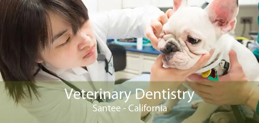 Veterinary Dentistry Santee - California
