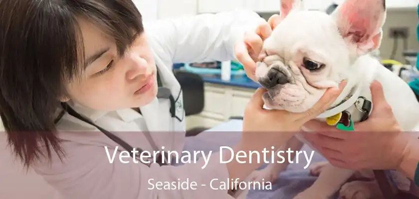 Veterinary Dentistry Seaside - California
