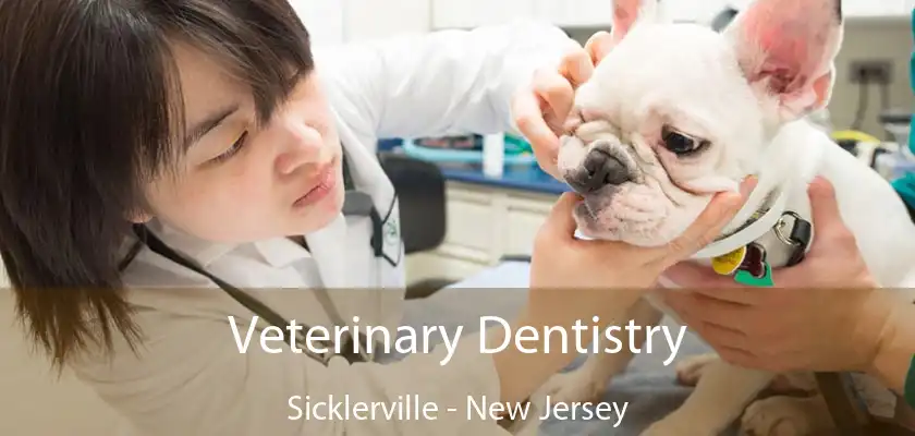 Veterinary Dentistry Sicklerville - New Jersey