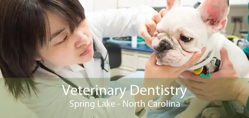 Veterinary Dentistry Spring Lake - North Carolina