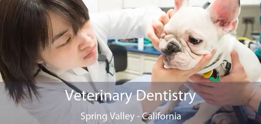 Veterinary Dentistry Spring Valley - California