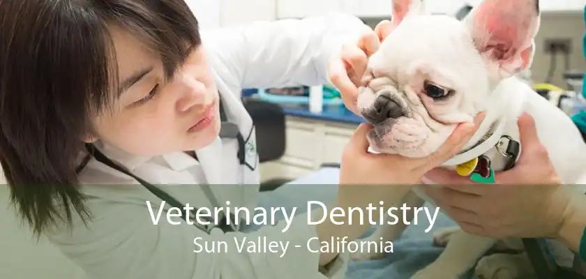 Veterinary Dentistry Sun Valley - California