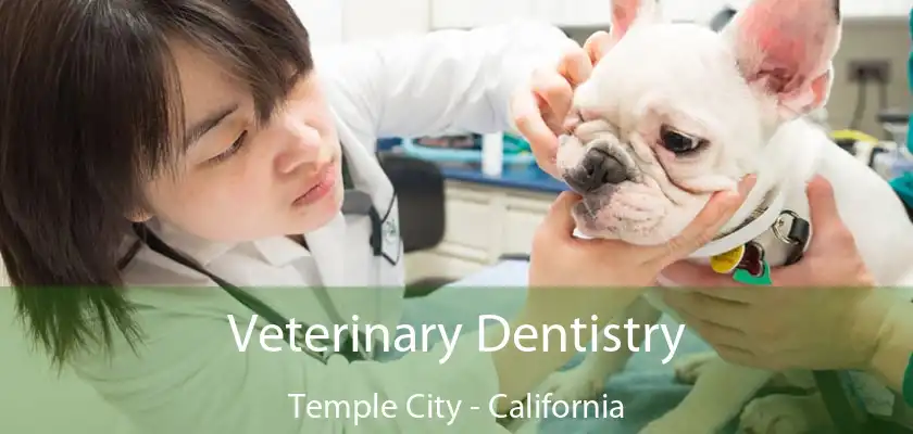 Veterinary Dentistry Temple City - California