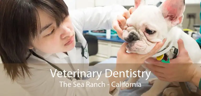 Veterinary Dentistry The Sea Ranch - California