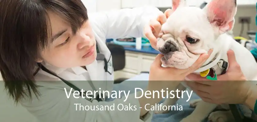 Veterinary Dentistry Thousand Oaks - California