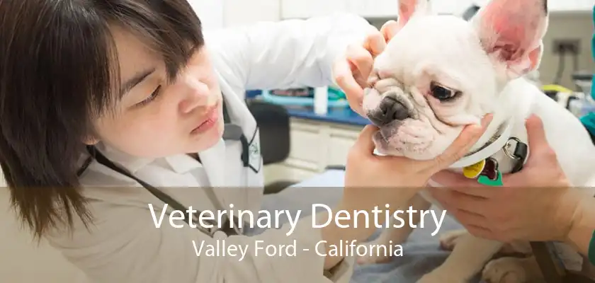 Veterinary Dentistry Valley Ford - California
