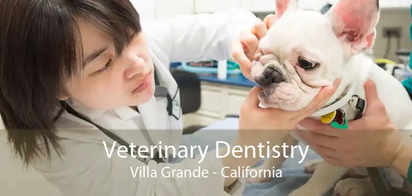 Veterinary Dentistry Villa Grande - California