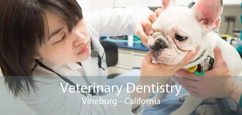 Veterinary Dentistry Vineburg - California