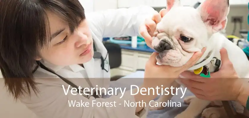 Veterinary Dentistry Wake Forest - North Carolina