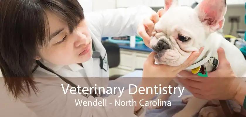 Veterinary Dentistry Wendell - North Carolina