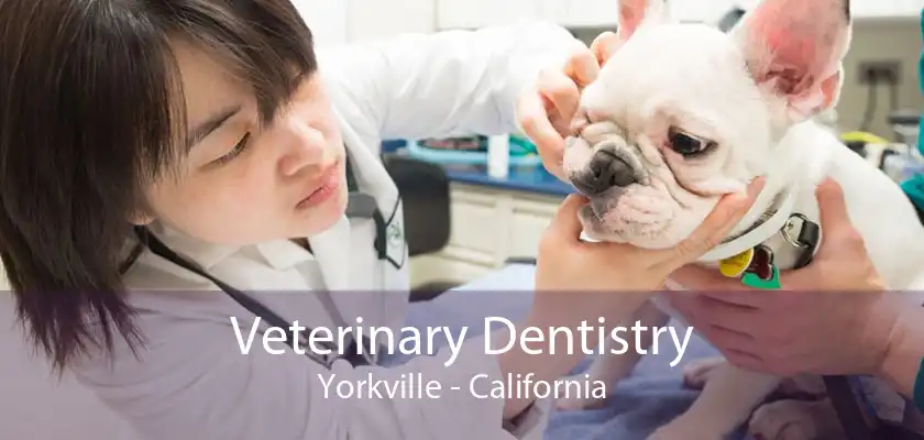 Veterinary Dentistry Yorkville - California