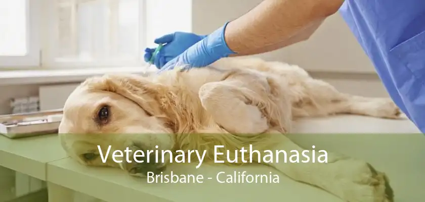 Veterinary Euthanasia Brisbane - California