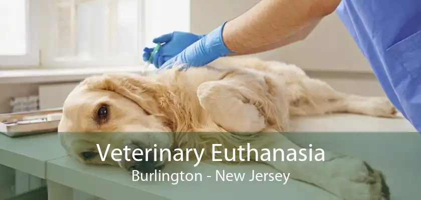 Veterinary Euthanasia Burlington - New Jersey