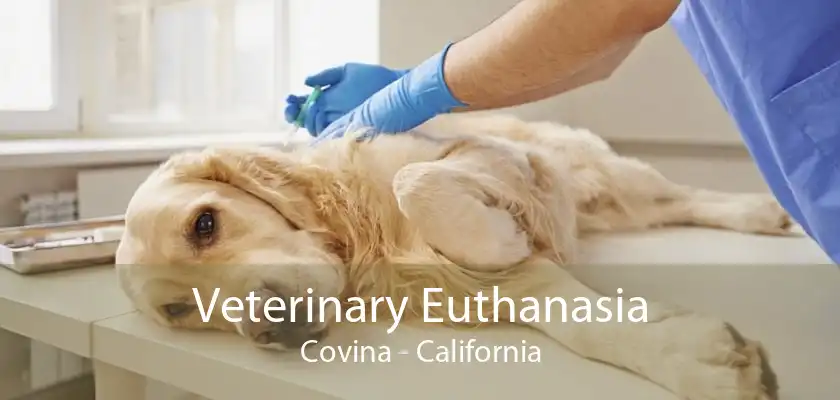 Veterinary Euthanasia Covina - California