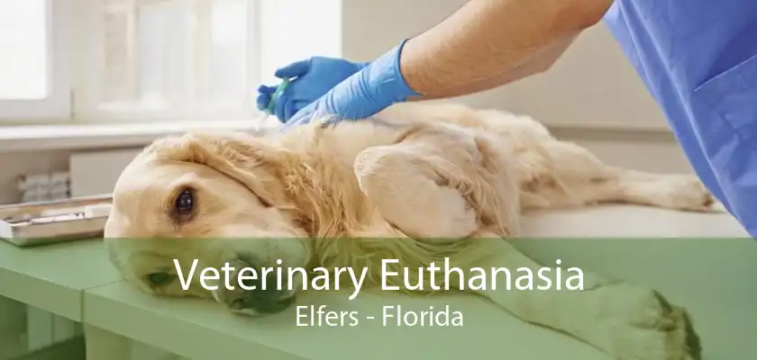 Veterinary Euthanasia Elfers - Florida